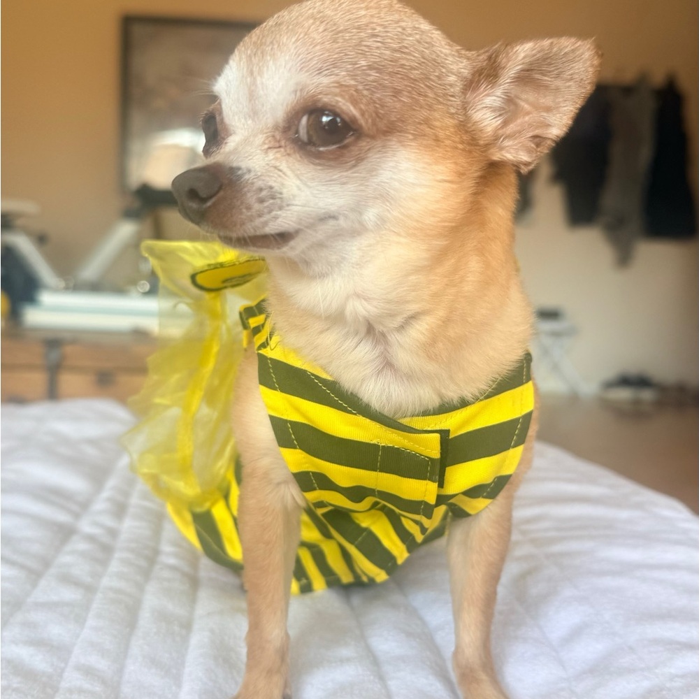 🐝  XS Dog Bumblebee Costume – Striped Dress + Tutu